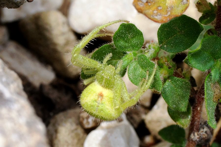 Heriaeus sp.  - Sardegna centro-orientale (OG)